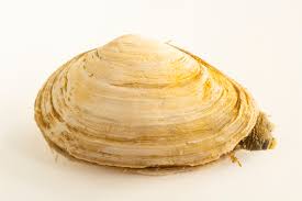 Attēlu rezultāti vaicājumam “Mya arenaria”