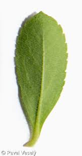 Attēlu rezultāti vaicājumam “Veronica officinalis leaf”
