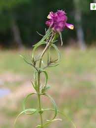Attēlu rezultāti vaicājumam “Melampyrum cristatum leaf”