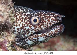 Image result for Gymnothorax moringa