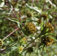 Attēlu rezultāti vaicājumam “Bidens frondosa fruit”