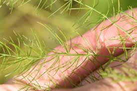 Attēlu rezultāti vaicājumam “Asparagus officinalis leaf”