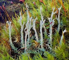 Attēlu rezultāti vaicājumam “Cladonia squamosa”