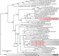 Attēlu rezultāti vaicājumam “Lycogala irregulare sessile”