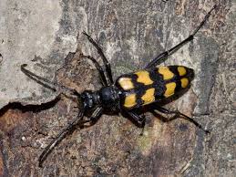 Attēlu rezultāti vaicājumam “Leptura quadrifasciata”