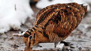 Attēlu rezultāti vaicājumam “Scolopax rusticola nest”