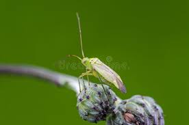 Attēlu rezultāti vaicājumam “Adelphocoris quadripunctatus”