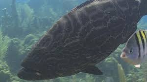 Image result for Mycteroperca bonaci