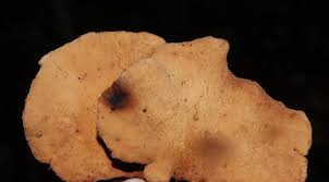 Attēlu rezultāti vaicājumam “Polyporus varius”