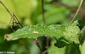 Attēlu rezultāti vaicājumam “Campanula cervicaria bud”