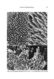 Attēlu rezultāti vaicājumam “Hyphodontia barba-jovis”