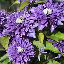 Image result for clematis multi blue