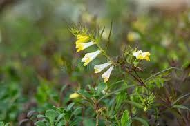 Attēlu rezultāti vaicājumam “Melampyrum pratense leaf”
