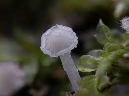 Attēlu rezultāti vaicājumam “Delicatula integrella”