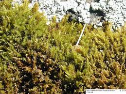 Attēlu rezultāti vaicājumam “Pseudoleskeella nervosa”