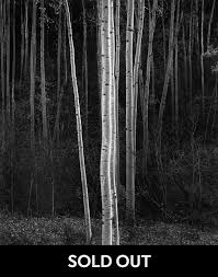 Image result for Ansel Adams Aspens New Mexico