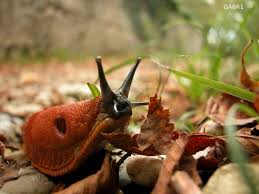 Attēlu rezultāti vaicājumam “Arion rufus”