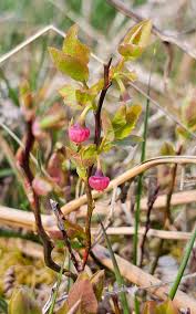 Attēlu rezultāti vaicājumam “Vaccinium myrtillus flower”