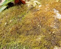 Attēlu rezultāti vaicājumam “Serpoleskea subtilis sporophyte”