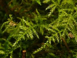 Attēlu rezultāti vaicājumam “Oxyrrhynchium hians var. rigidum macro”