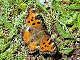 Attēlu rezultāti vaicājumam “Nymphalis xanthomelas larva”