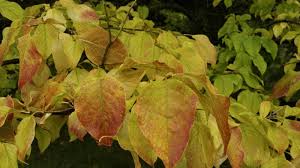 Attēlu rezultāti vaicājumam “Syringa reticulata subsp. amurensis”