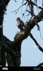 Attēlu rezultāti vaicājumam “Glaucidium passerinum adult”