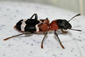 Attēlu rezultāti vaicājumam “Thanasimus formicarius”