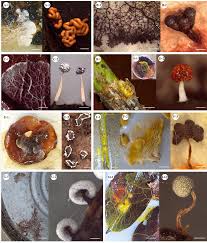 Attēlu rezultāti vaicājumam “Diachea leucopodia young”