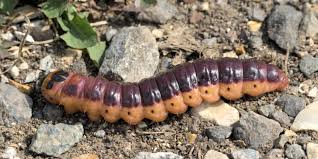 Attēlu rezultāti vaicājumam “Cossus cossus larva”