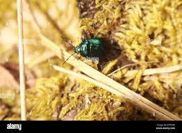 Attēlu rezultāti vaicājumam “Zicrona caerulea nymph”