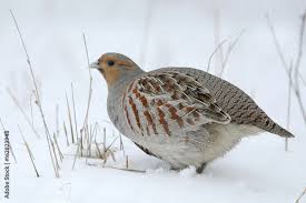 Attēlu rezultāti vaicājumam “Perdix perdix”