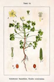 Attēlu rezultāti vaicājumam “Oxalis corniculata”