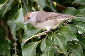 Image result for Sylvia atricapilla