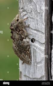 Attēlu rezultāti vaicājumam “Peridea anceps”