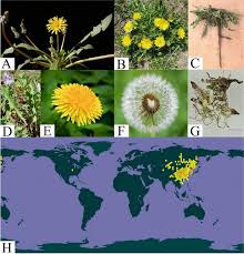 Attēlu rezultāti vaicājumam “Taraxacum officinale aggr. flower”