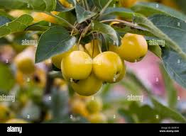 Attēlu rezultāti vaicājumam “Malus x zumi fruit”