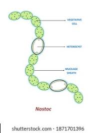 Attēlu rezultāti vaicājumam “Nostoc commune cells”