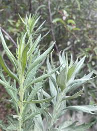 Attēlu rezultāti vaicājumam “Artemisia vulgaris leaf”