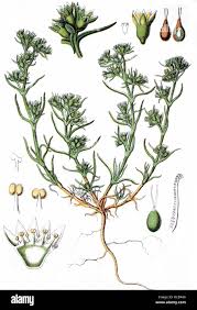 Attēlu rezultāti vaicājumam “Scleranthus annuus”