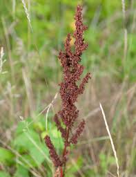 Attēlu rezultāti vaicājumam “Rumex crispus”