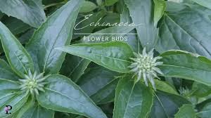 Attēlu rezultāti vaicājumam “Echinacea purpurea bud”