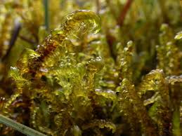 Attēlu rezultāti vaicājumam “Hamatocaulis vernicosus”