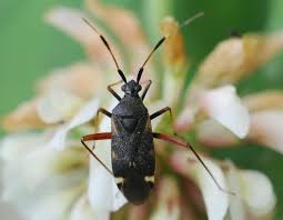 Attēlu rezultāti vaicājumam “Closterotomus biclavatus imago”