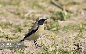 Attēlu rezultāti vaicājumam “Oenanthe oenanthe male”