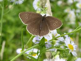 Attēlu rezultāti vaicājumam “Aphantopus hyperantus”