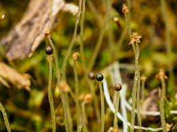 Attēlu rezultāti vaicājumam “Pellia epiphylla sporophyte”