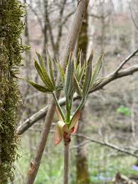 Attēlu rezultāti vaicājumam “Aesculus x hybrida bud”