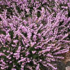 Attēlu rezultāti vaicājumam “Erica x darleyensis”