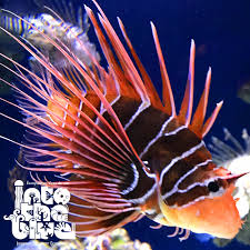 Image result for Pterois radiata